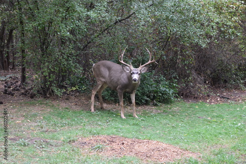 Mule deer buck in wooded field. 