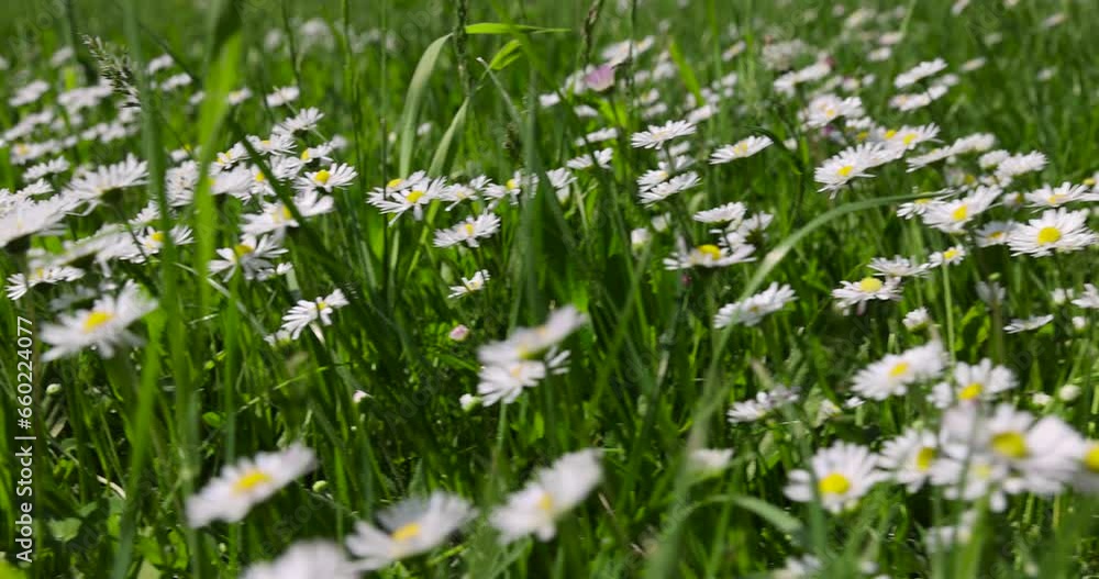 white daisy flowers in the park in spring, a beautiful clearing with lots of white daisies in the green grass white daisy flowers in the park in spring, a beautiful clearing with lots of white daisies in the green grass