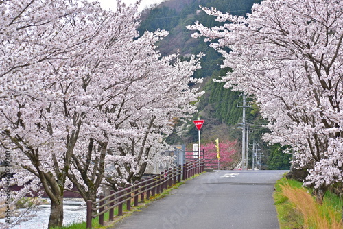 桜 鳥取