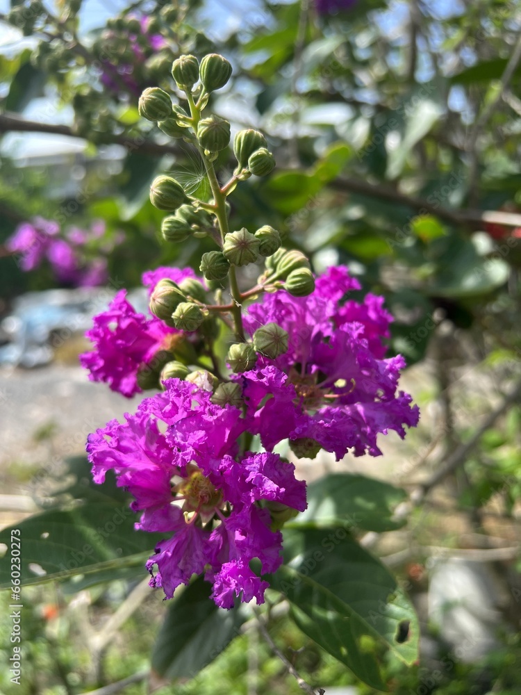 beautiful Lagerstroemia speciosa flowers in the garden beautiful Lagerstroemia speciosa flowers in the garden