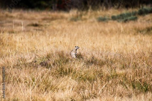 Fototapeta Naklejka Na Ścianę i Meble -  Yosemite National Park Marmot in meadow