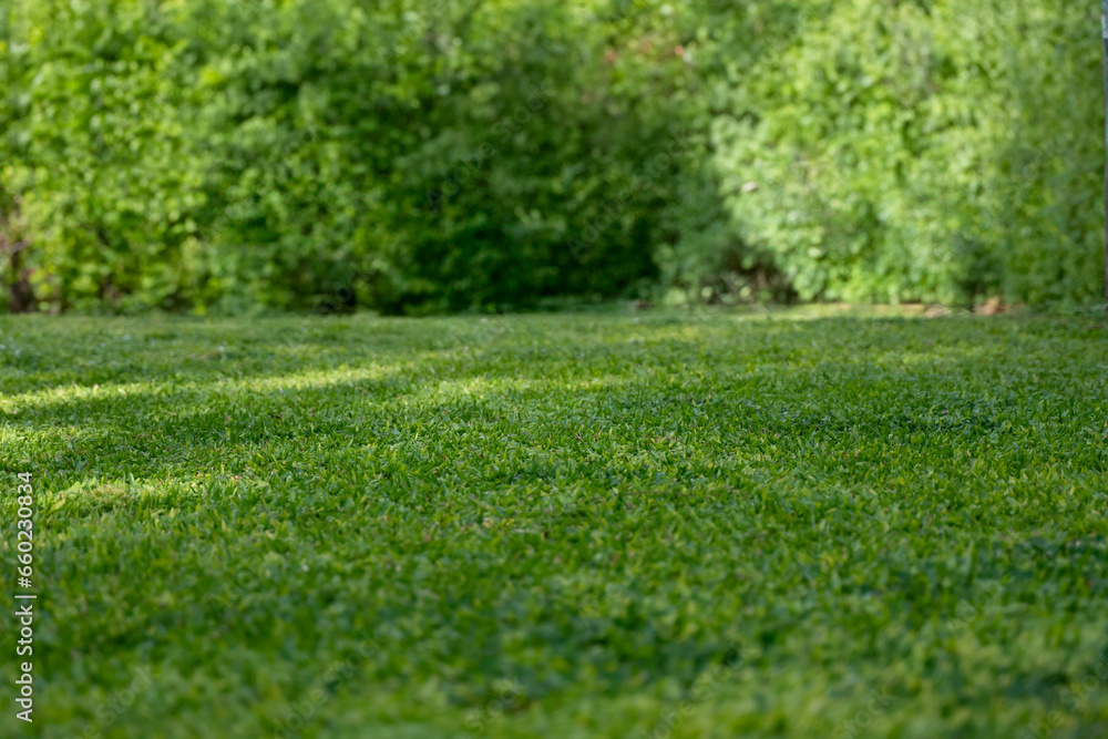 Ground with detailed focus on grass, resource for sports photography editor, overlay, background, grass. Ground with detailed focus on grass, resource for sports photography editor, overlay, background, grass.