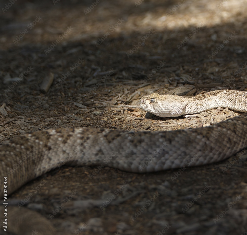 Obraz premium slither away