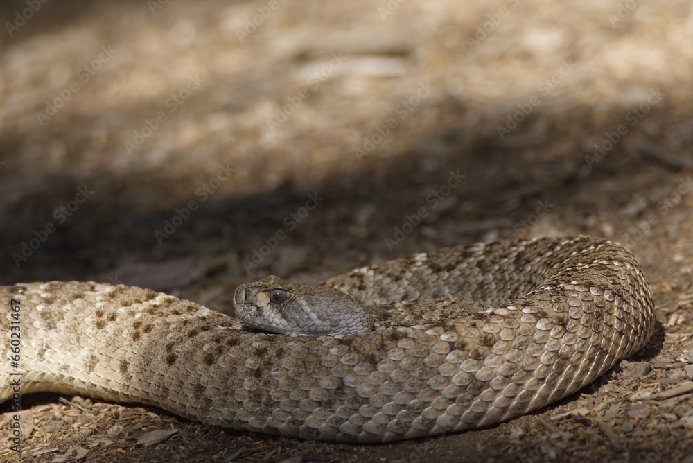 Naklejka premium relaxed terror