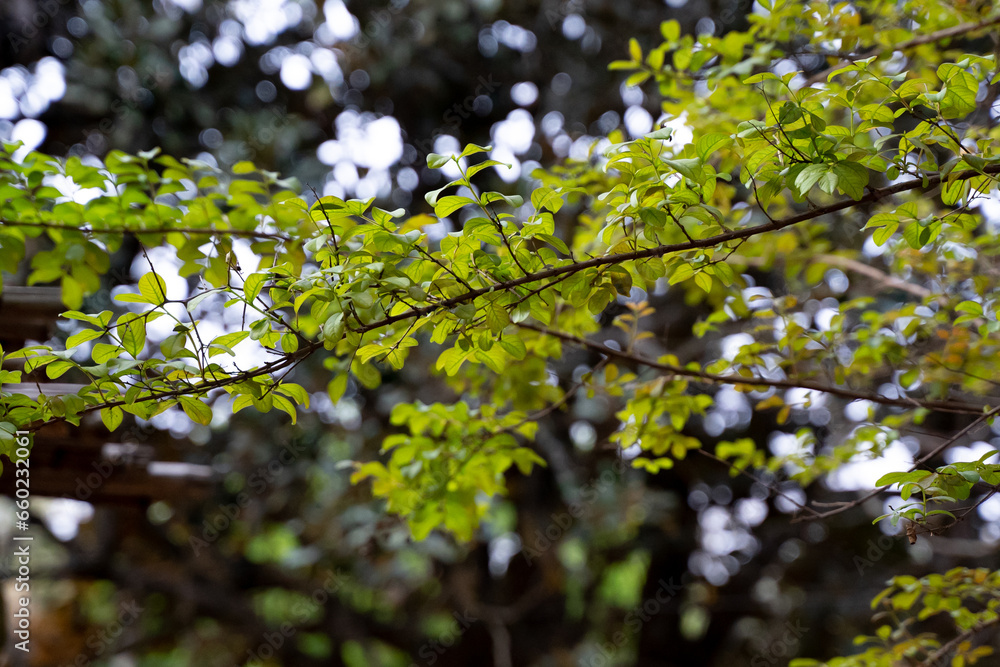 Tree branches and green leaves, overlay, fine art photography.