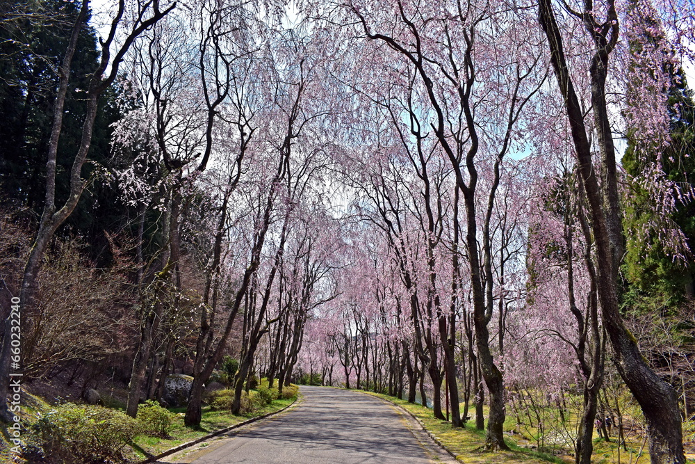 桜　春　枝垂桜　枝垂れ桜　しだれ桜　広島