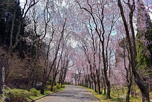 桜 春 枝垂桜 枝垂れ桜 しだれ桜 広島