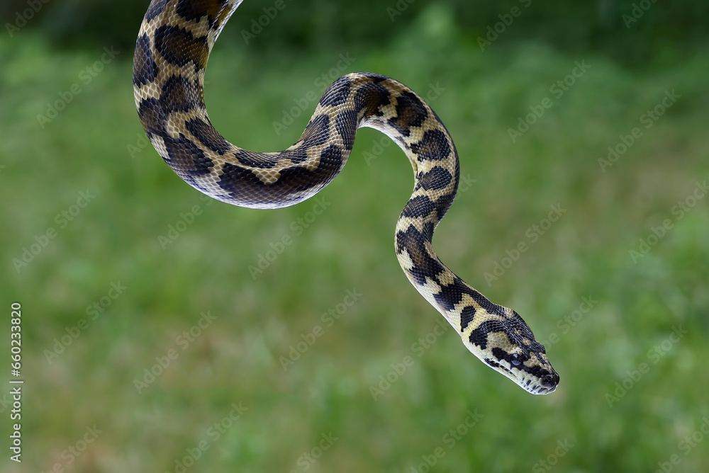 Fototapeta premium Close up of a ball python