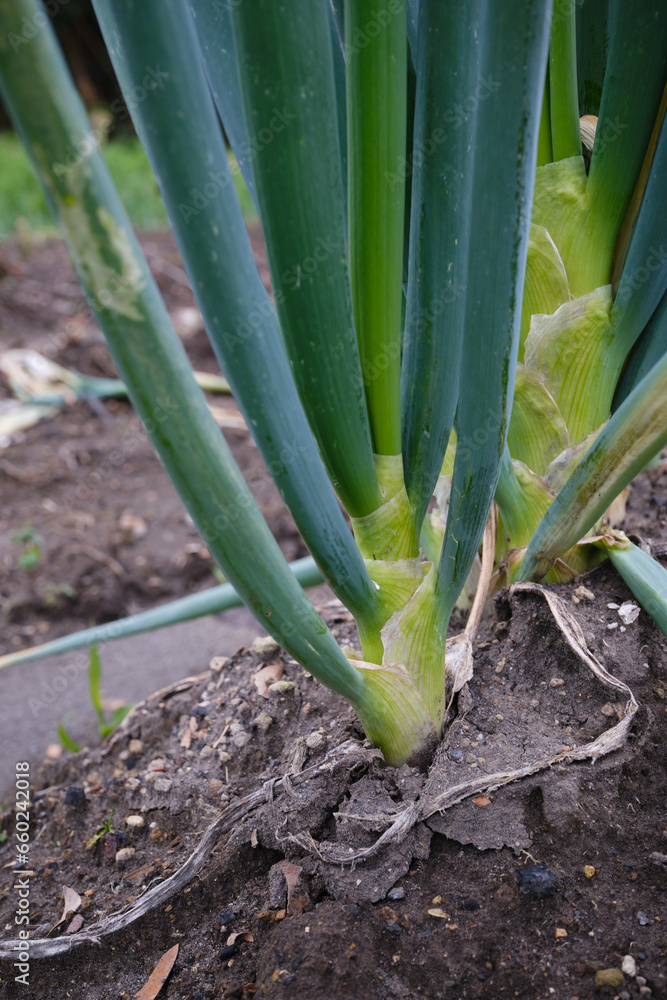 Fototapeta premium 土から元気に育つネギ