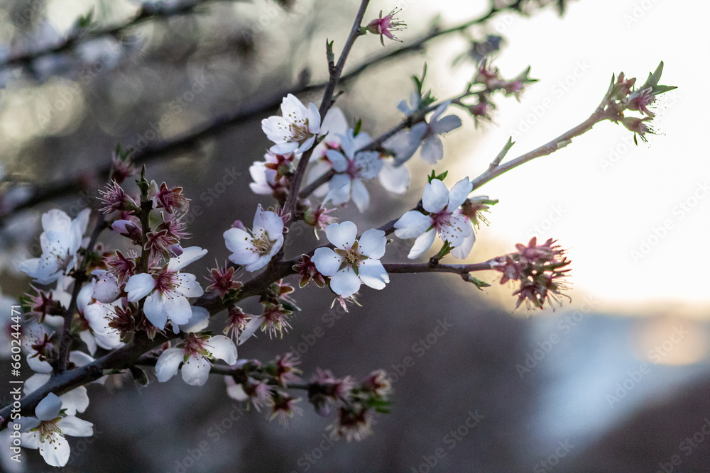 Fototapeta premium blossom in spring