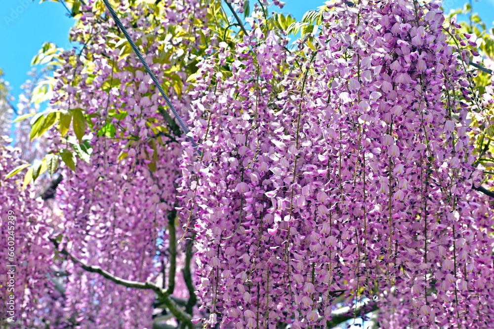 藤　藤園　藤棚　藤の花　広島