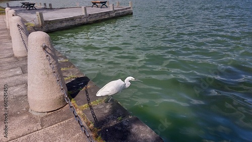 The heron is foraging for food (Da-Hu Park, Taipei City, Taiwan)