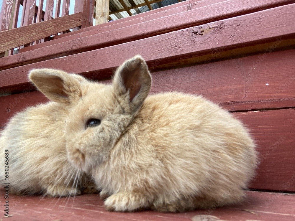 Obraz premium Bunnies in the backyard