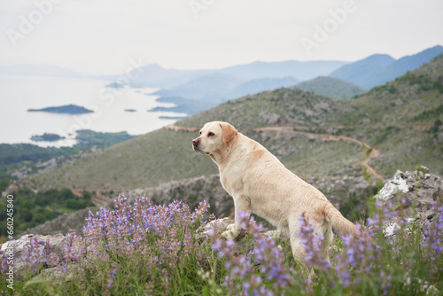 dog among wild flowers against the backdrop of mountains. Fawn Labrador Retriever in nature © annaav