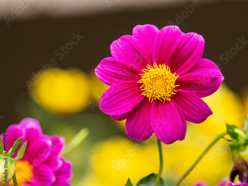 A wonderful red dahlia flower is blooming in the garden.