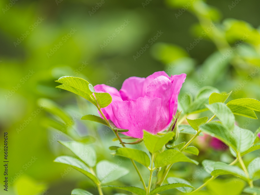 Blooming rosehip flower, beautiful pink flower on a bush branch. Beautiful natural background of blooming greenery. Blooming rosehip flower, beautiful pink flower on a bush branch. Beautiful natural background of blooming greenery.