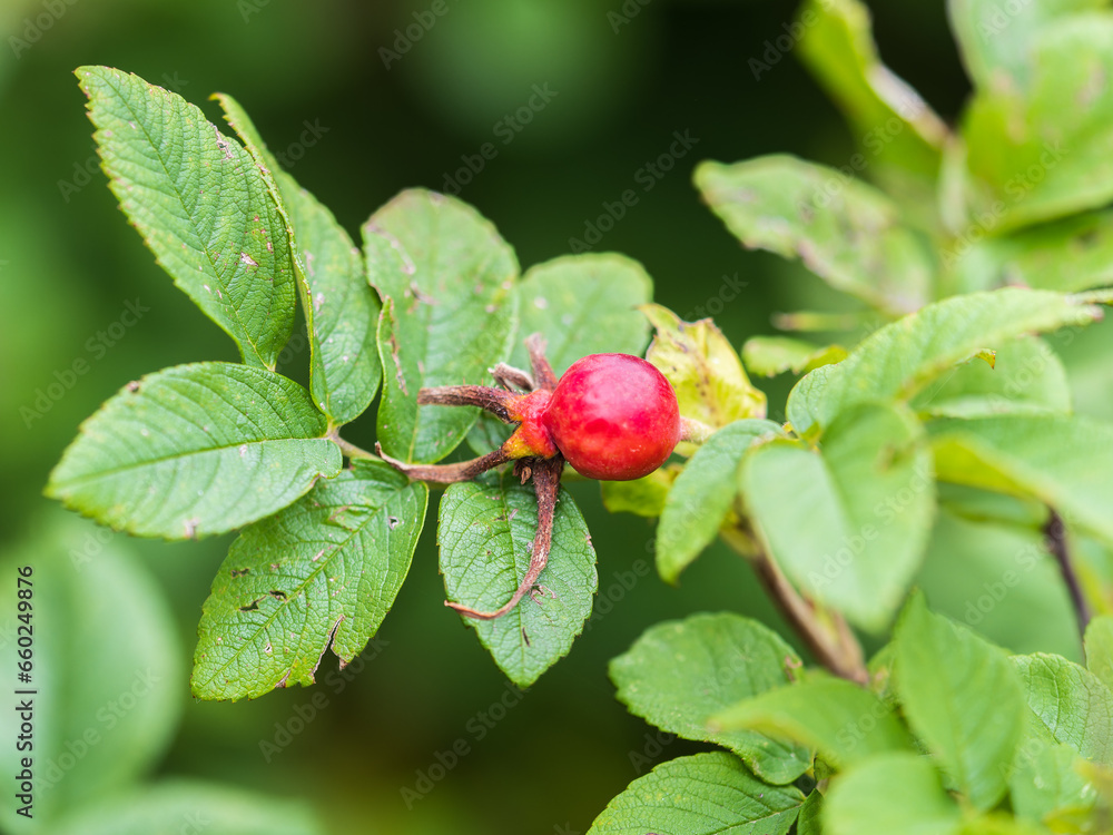 Autumn or summer nature background with rose hips branches in the sunset light. The rose hip or rosehip, also called rose haw Autumn or summer nature background with rose hips branches in the sunset light. The rose hip or rosehip, also called rose haw