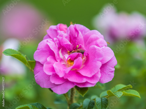 Rosehip flowers with a honey bee, close up. Rosehips pink flowers on green background in sunset light