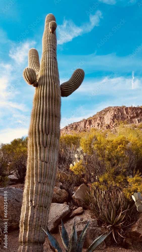 Saguaro cactus. Scottsdale, Arizona Saguaro cactus. Scottsdale, Arizona