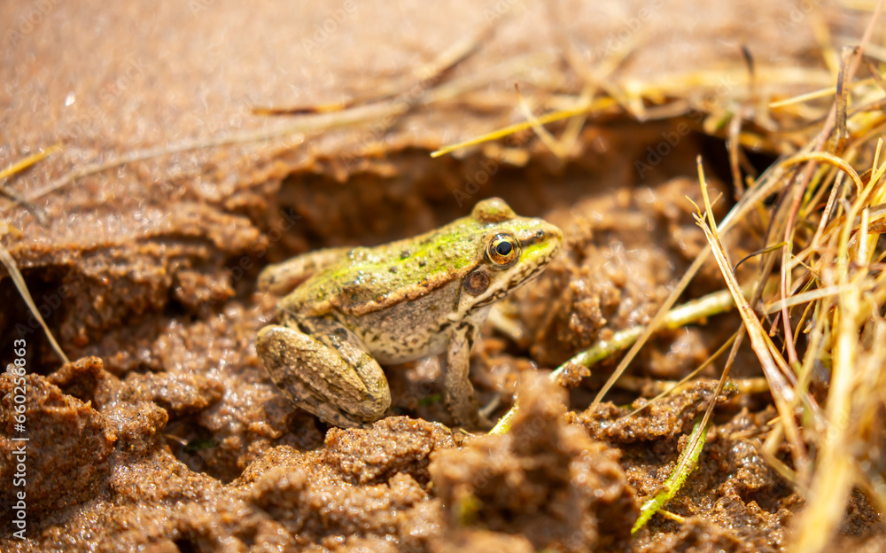 The frog sits on algae in the pond. Beautiful wildlife landscape with place for text. The concept of protecting wildlife and ecology. The frog sits on algae in the pond. Beautiful wildlife landscape with place for text. The concept of protecting wildlife and ecology.