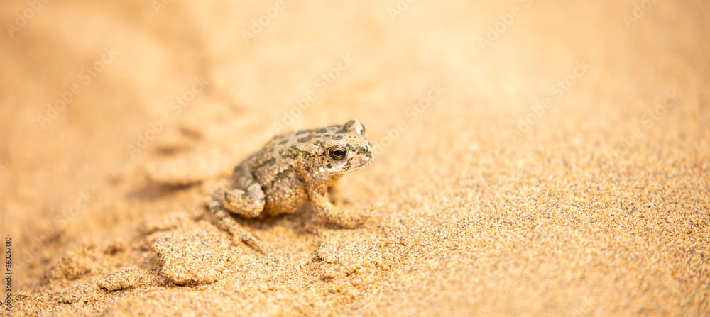 The frog sits on the sand on the shore of the lake. Beautiful wildlife landscape with place for text. The concept of protecting wildlife and ecology.