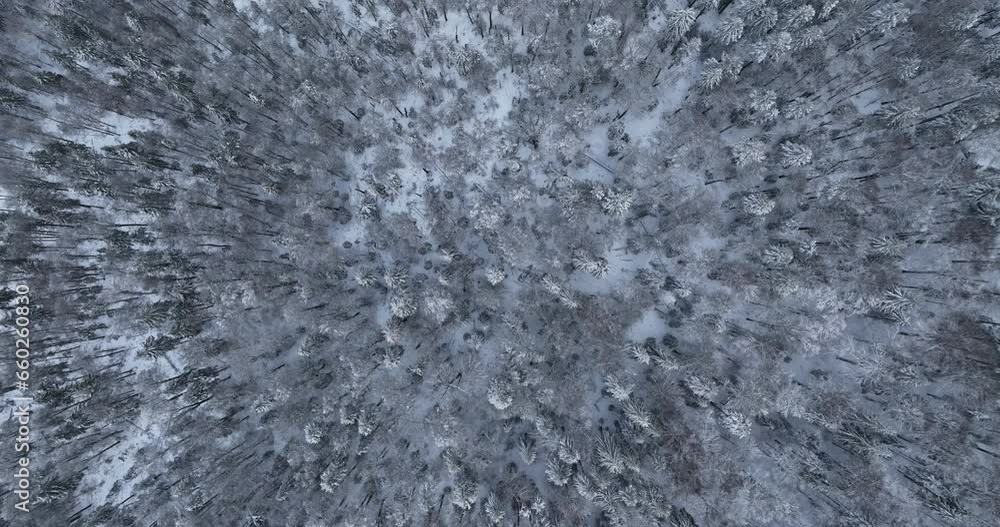 Top down view of the winter in the forest Top down view of the winter in the forest