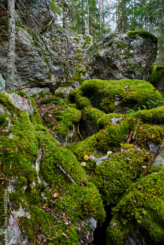 moss covered rocks