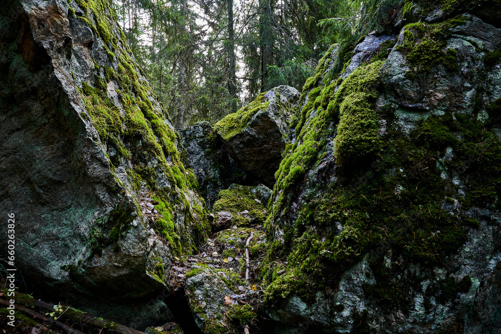 moss covered rocks in forest