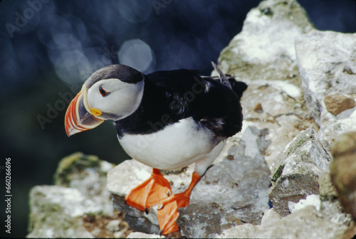 The puffin is a stocky diving sea bird about 12 inches in length with a wingspan of 22 inches. Black uppersides and white on its chest. It has bright orange webbed feet with bright red and yellow bill photo