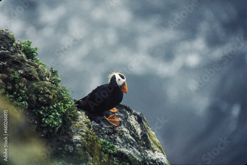 The puffin is a stocky diving sea bird about 12 inches in length with a wingspan of 22 inches. Black uppersides and white on its chest. It has bright orange webbed feet with bright red and yellow bill photo