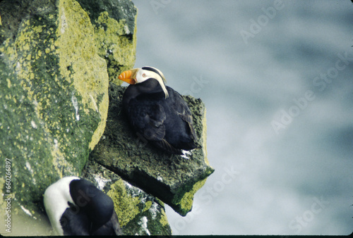 The puffin is a stocky diving sea bird about 12 inches in length with a wingspan of 22 inches. Black uppersides and white on its chest. It has bright orange webbed feet with bright red and yellow bill