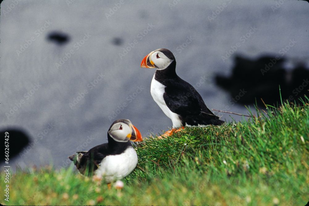 Naklejka premium The puffin is a stocky diving sea bird about 12 inches in length with a wingspan of 22 inches. Black uppersides and white on its chest. It has bright orange webbed feet with bright red and yellow bill