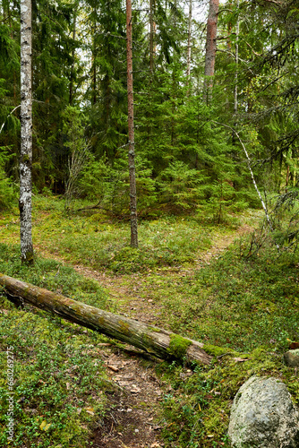 Fototapeta Naklejka Na Ścianę i Meble -  Path in forest