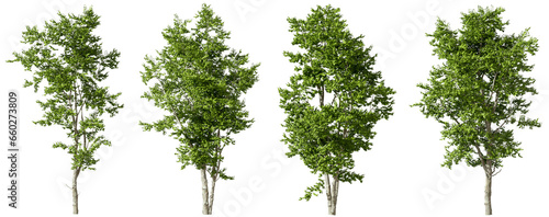 Isolated green nature trees cutout transparent backgrounds 3d rendering png
