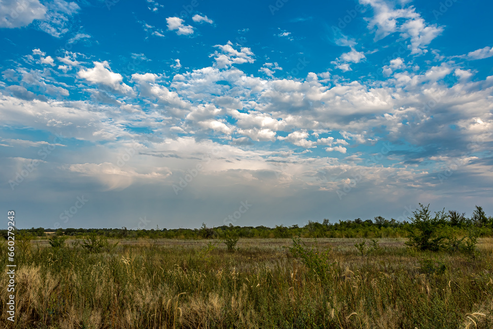 Fototapeta premium Bright sunny day in the Russian steppe with Cumulus clouds. Fluffy white clouds in the blue sky. Bright yellow and green grass on the veld. Stratocumulus or Cumulostratus clouds on the horizon.