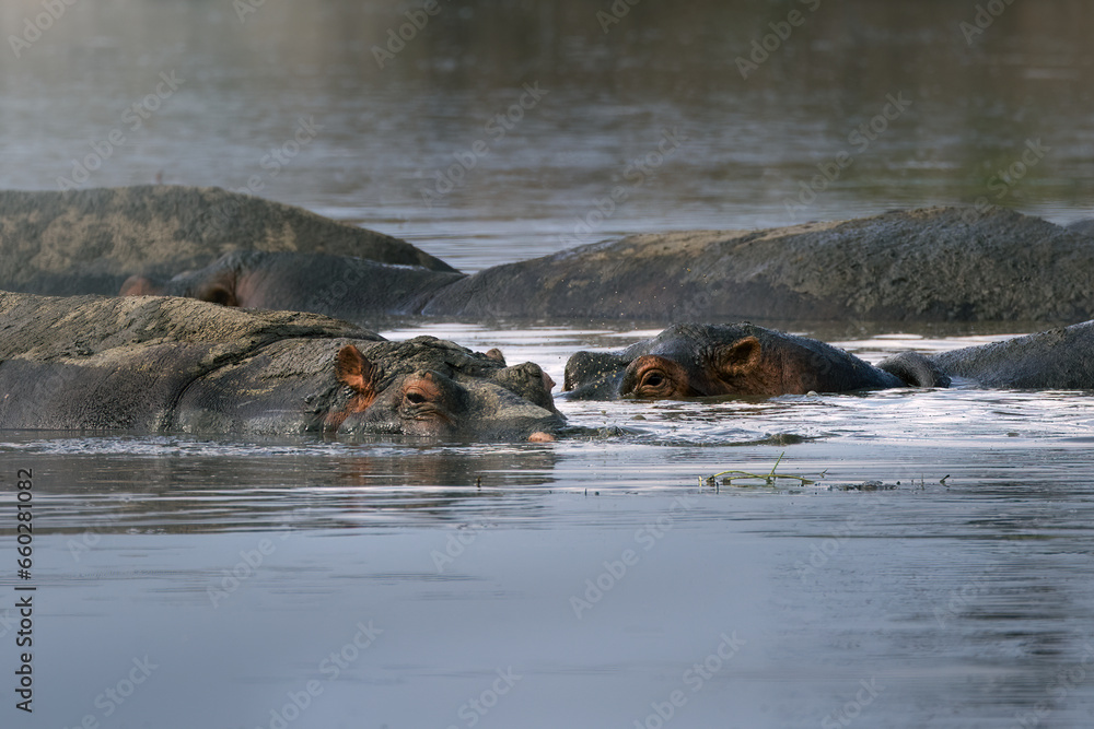 Wild big grey african hippo in the savannah in the Serengeti National Park, Tanzania, Africa
