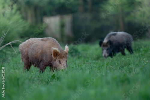 Grazing wild boars photo