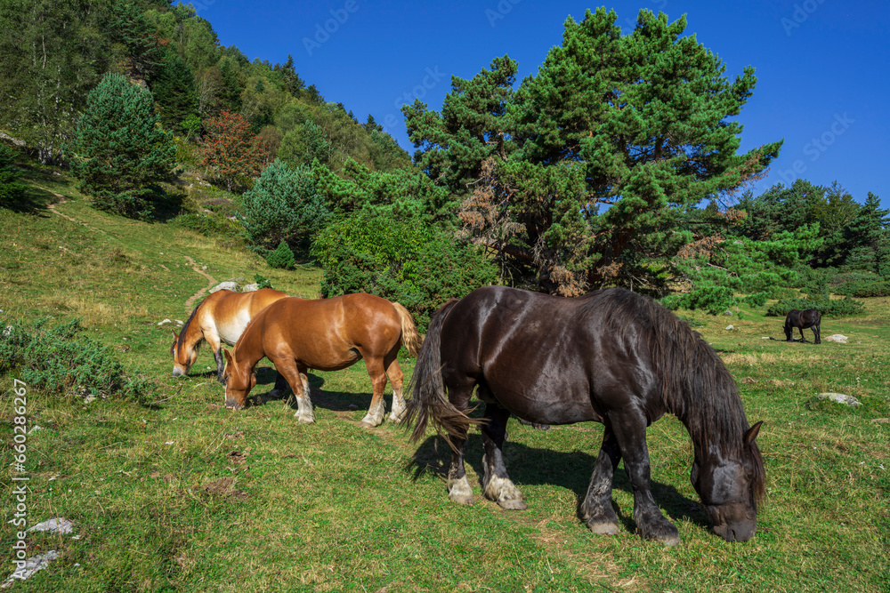 grazing horses, Montcorbison, Aran Valley, Lérida province, Spain