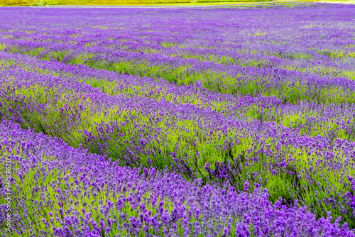New Zealand Lavender Farm