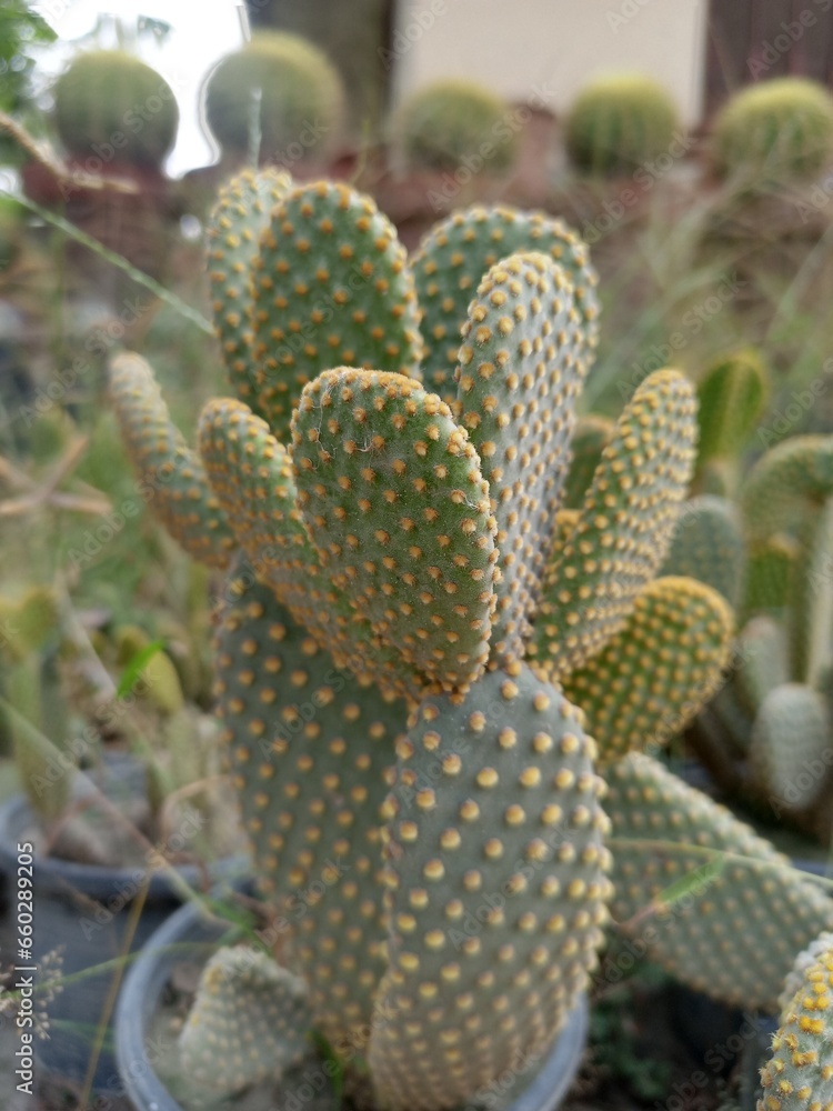 Prickly Pear Cactus Collection Prickly Pear Cactus Collection