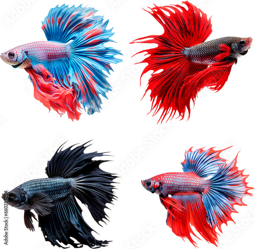 Crowntail Betta Fish (Different colors)