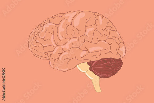 Human brain vector illustration. side view of brain with cerebrum, brainstem and cerebellum to study anatomy, neurology. eps 10