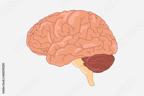 Human brain vector illustration. side view of brain with cerebrum, brainstem and cerebellum to study anatomy, neurology. human head eps 10 photo