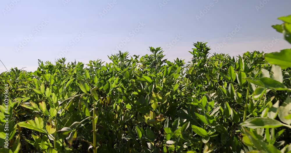 a field with green bean sprouts in the summer, a crop of beans in the field a field with green bean sprouts in the summer, a crop of beans in the field
