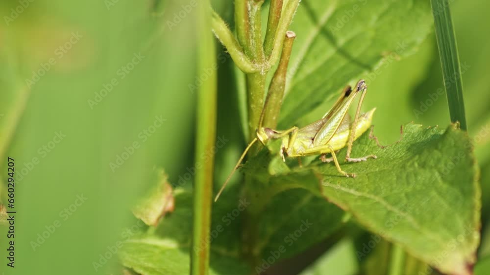 green Grasshopper wriggling On The Green Leaf Of a Plant. - close-up macro shot. green Grasshopper wriggling On The Green Leaf Of a Plant. - close-up macro shot.