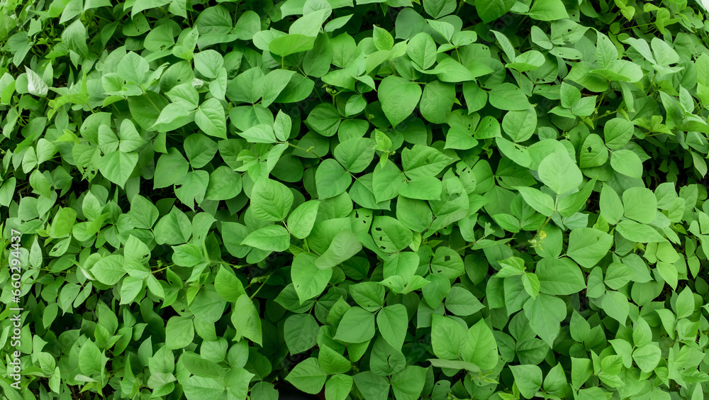 Agricultural Field, Agriculture, Beauty, Botany, Bush Agricultural Field, Agriculture, Beauty, Botany, Bush