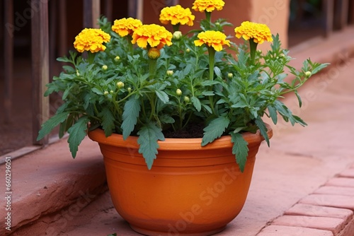 mexican cempasuchil marigolds in a terra cotta pot