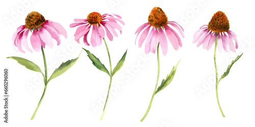Watercolor pink echinacea flowers isolated. Hand painted illustration with elegant garden pink daisies flowers to design invitations, postcards and other print