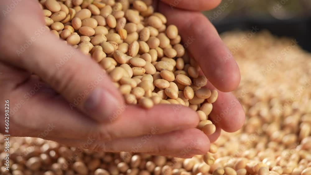 soybean agriculture. farmer holding soybean grains close-up. agriculture business soy farm concept. farmer hands are sorting out soybean grains holding in his hands lifestyle soybean agriculture. farmer holding soybean grains close-up. agriculture business soy farm concept. farmer hands are sorting out soybean grains holding in his hands lifestyle