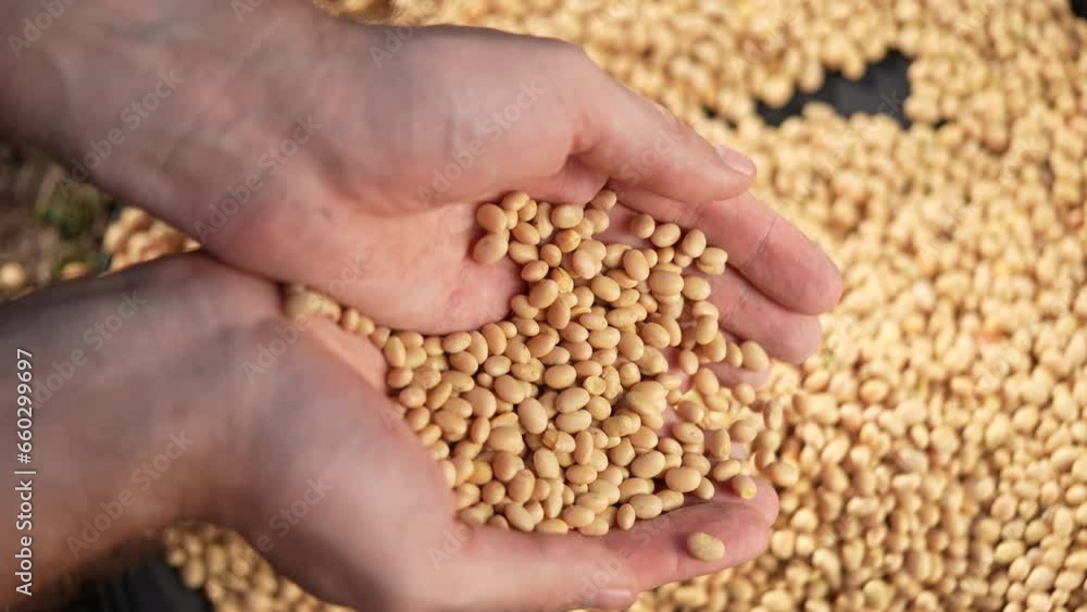 soybean agriculture. farmer holding soybean grains close-up. agriculture business soy a farm concept. farmer hands lifestyle are sorting out soybean grains holding in his hands soybean agriculture. farmer holding soybean grains close-up. agriculture business soy a farm concept. farmer hands lifestyle are sorting out soybean grains holding in his hands